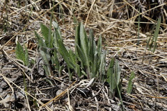 Saussurea pseudotilesii