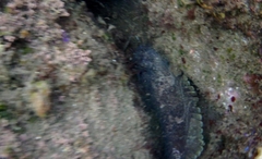 Batrachomoeus dubius