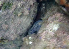 Batrachomoeus dubius