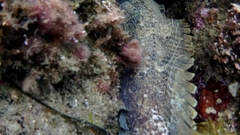 Batrachomoeus dubius