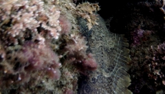 Batrachomoeus dubius