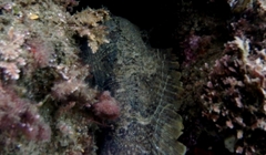 Batrachomoeus dubius