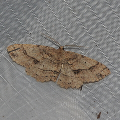 Melanolophia signataria