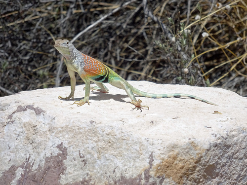 Greater Earless Lizard, Brewster County, TX, USA, photo 7 of 10