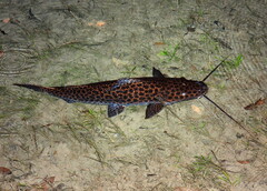 Sailfin Pimeloid photo 2