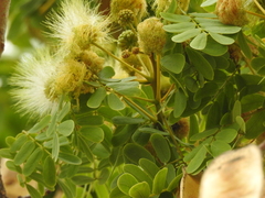 Hesperalbizia
