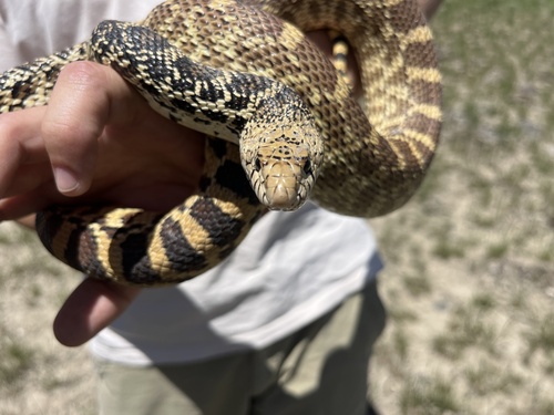 Bullsnake photographed in Montana