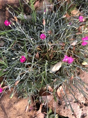 Dianthus gratianopolitanus