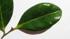 Chaetocarpus myrsinites