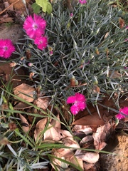 Dianthus gratianopolitanus