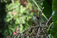 Campylorhynchus chiapensis