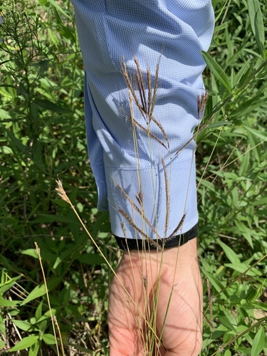 Dichanthium annulatum iNat (1)