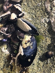 Mytilus californianus