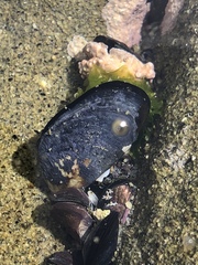 Mytilus californianus