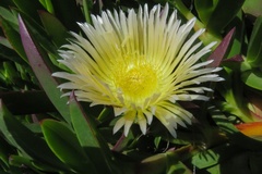 Carpobrotus aequilaterus
