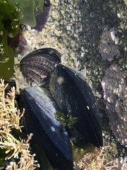 Mytilus californianus