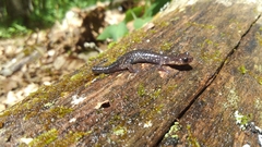 Plethodon wehrlei