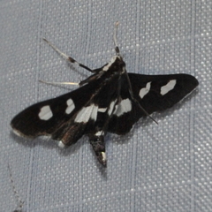 Desmia funeralis