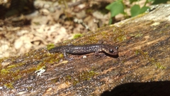 Plethodon wehrlei