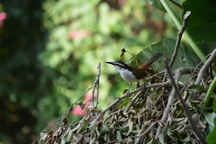 Campylorhynchus chiapensis