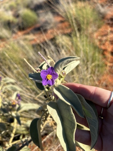 Australian wild tomato