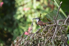 Campylorhynchus chiapensis