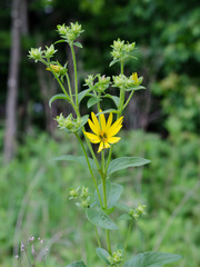 Silphium asteriscus