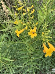 Tecoma stans angustata