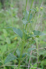 Silphium asteriscus