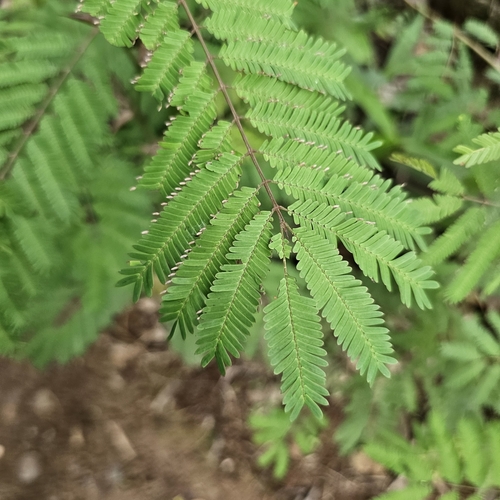 Image of Vachellia collinsii by (c) Anthony Batista, some rights reserved (CC BY)