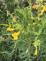 Tecoma stans angustata