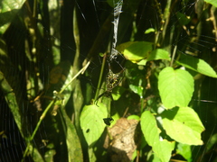 Micrathena pichincha