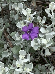 Leucophyllum candidum