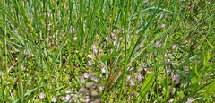 Lysimachia tenella