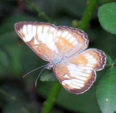 Mestra hersilia