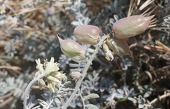 Astragalus miguelensis