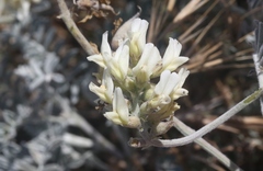 Astragalus miguelensis