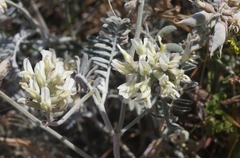 Astragalus miguelensis
