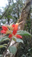 Columnea dissimilis