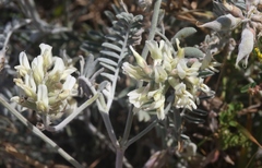 Astragalus miguelensis