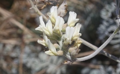 Astragalus miguelensis