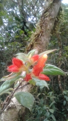 Columnea dissimilis