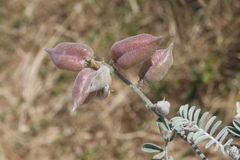 Astragalus miguelensis