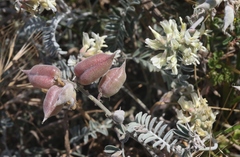 Astragalus miguelensis