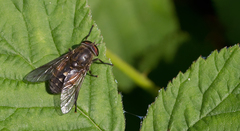 Hybomitra bimaculata