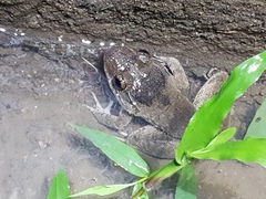 Limnonectes macrodon