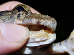 Limnonectes macrodon