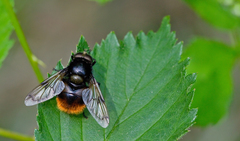 Volucella bombylans