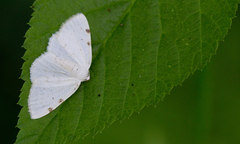 Lomographa bimaculata