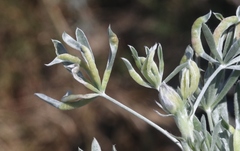 Dasineura lupinorum